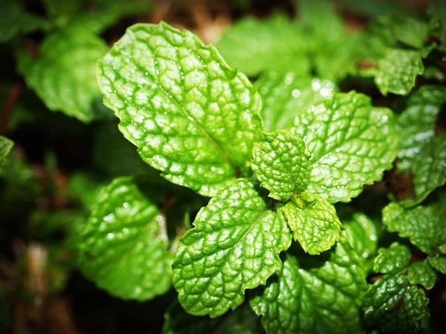 Menthol or mint leaves