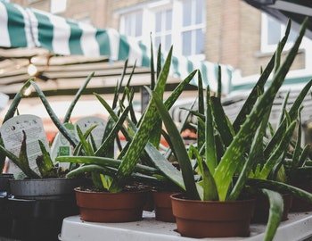 Aloe Vera