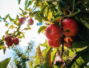 apple vinegar