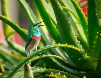 home remedy for aloe vera