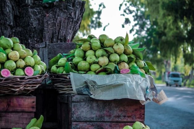 Health Benefits of Guava Fruit and Leaves